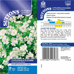 Gypsophila Covent Garden White